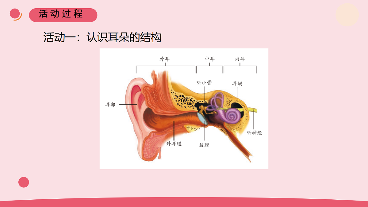 3.《听觉》教学课件第3页