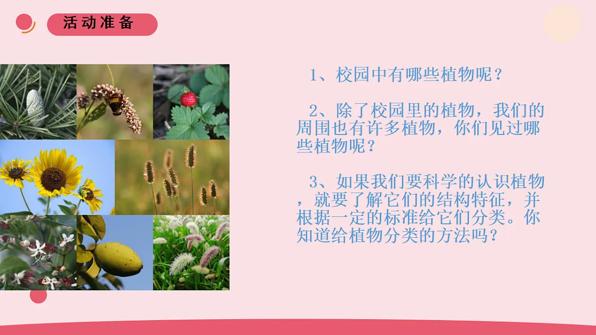 6.《给植物分类》 教学课件第2页