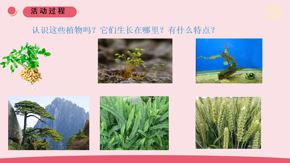 6.《给植物分类》 教学课件第3页