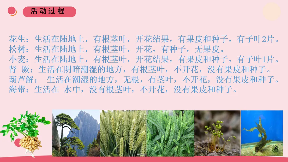 6.《给植物分类》 教学课件第4页