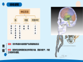 青岛版五年级科学下册 2.《神经系统》（教案+课件）