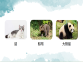 小学科学新大象版三年级上册体验单元《大熊猫是猫科动物吗》教学课件（2025秋）