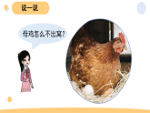 小学科学新大象版三年级上册3.1.孵化小鸡教学课件（2025秋）