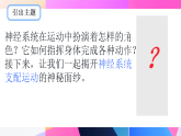 初中  生物  人教版（2024）  八年级上册4.6.3 神经系统支配下的运动 课件