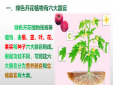人教版生物七年级上册1.3.3《植物体的结构层次》-课件