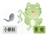 1 小蝌蚪找妈妈 课件 统编版语文二年级上册