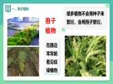 人教版生物七年级上册2.1.1《藻类、苔藓植物和蕨类植物》-课件