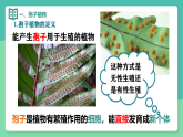 人教版生物七年级上册2.1.1《藻类、苔藓植物和蕨类植物》-课件