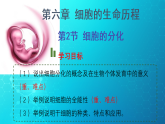 6.2 细胞的分化 课件-2025-2026学年上学期高一生物（人教版）必修1