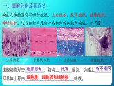6.2 细胞的分化 课件-2025-2026学年上学期高一生物（人教版）必修1