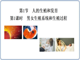 初中  生物  北师大版（2024）  八年级上册6.15.1 人的生殖和发育 第1课时 课件