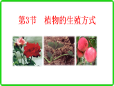 初中  生物  北师大版（2024）  八年级上册6.15.3 植物的生殖方式 课件