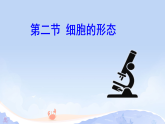 1.1.2 细胞的形态 课件2025-2026学年冀少版七年级生物学上册