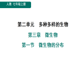 2.3.1 微生物的分布 课件人教版（2024）七年级上册