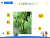 大象版三年级科学下册 3.3茁壮成长（教案+课件）
