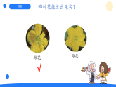 大象版三年级科学下册 3.4开放的花朵（教案+课件）