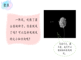 小学科学新 教科版三年级上册第一单元第五课时 观测风教学课件（2025秋版）