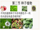 2.1.2+种子植物+（教学课件）-2025-2026学年人教版生物七年级上册