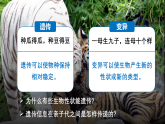 16.1 遗传和变异现象(课件)2025-2026学年北师大生物八年级上册