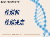 16.4 性别和性别决定(课件)2025-2026学年北师大生物八年级上册