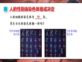 16.4 性别和性别决定(课件)2025-2026学年北师大生物八年级上册