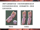 16.4 性别和性别决定(课件)2025-2026学年北师大生物八年级上册