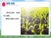 2《植物与土壤》（课件）科学二年级上册（青岛版2024）