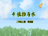 4《植物与水》（课件）科学二年级上册（青岛版2024）