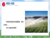 4《植物与水》（课件）科学二年级上册（青岛版2024）