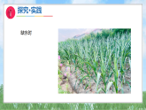 4《植物与水》（课件）科学二年级上册（青岛版2024）