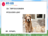 8《小狗换毛了》（课件）科学二年级上册（青岛版2024）