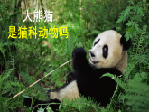 体验单元《大熊猫是猫科动物吗》（课件）科学三年级上册（大象版2024）
