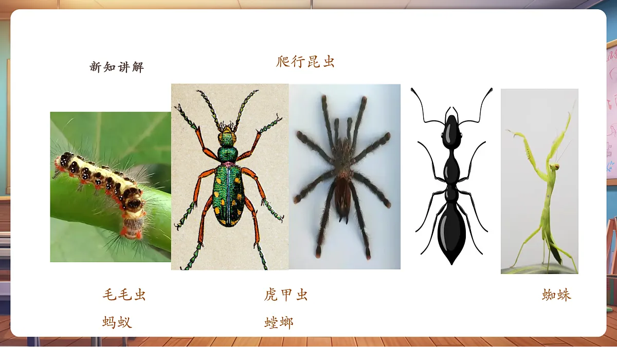 【湘版】美术一年级上册第四单元2寻找昆虫课时课件第5页