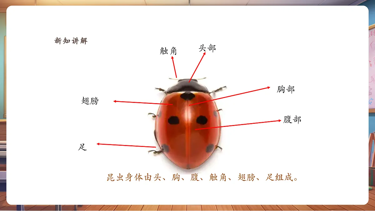 【湘版】美术一年级上册第四单元2寻找昆虫课时课件第7页