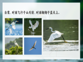 1.《白鹭》课件   2025-2026学年五年级语文上册 统编版