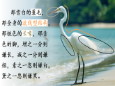 1 白鹭 课件 2025-2026统编版小学语文五年级上册