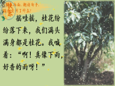 3 桂花雨 课件 2025-2026统编版小学语文五年级上册