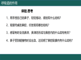 人教版初中生物学七年级下册第四单元第三章第一节《呼吸道的作用》视频+课件+教案