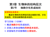 2024-2025学年北师大版生物七年级上册2.3.2细胞分化形成组织课件