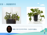 浙教版2024科学七年级下册4.3土壤与植物生长一 课件