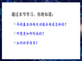 人教版八年级生物上册课件第四单元第六章《耳和听觉》