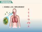 14.1.1 呼吸系统的构成（课件）-初中生物苏教版（2024）八年级上册
