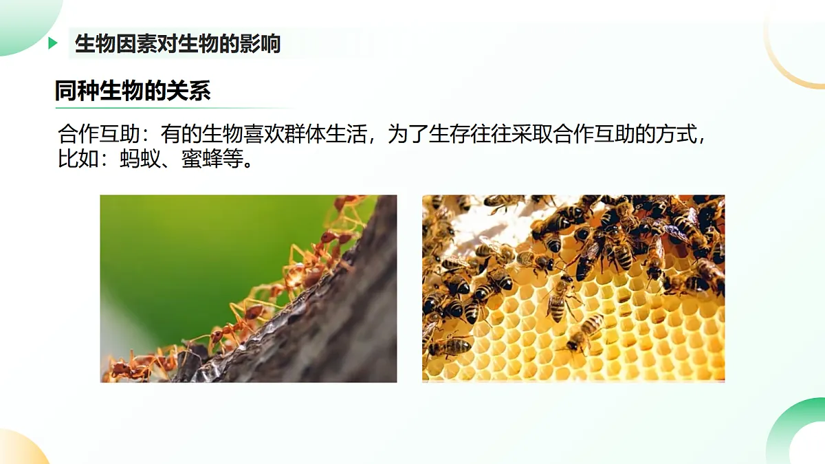 17405655第7页