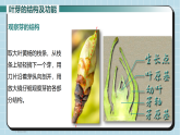 5.1.3芽的发育（教学课件）初中生物冀少版（2024）八年级上册