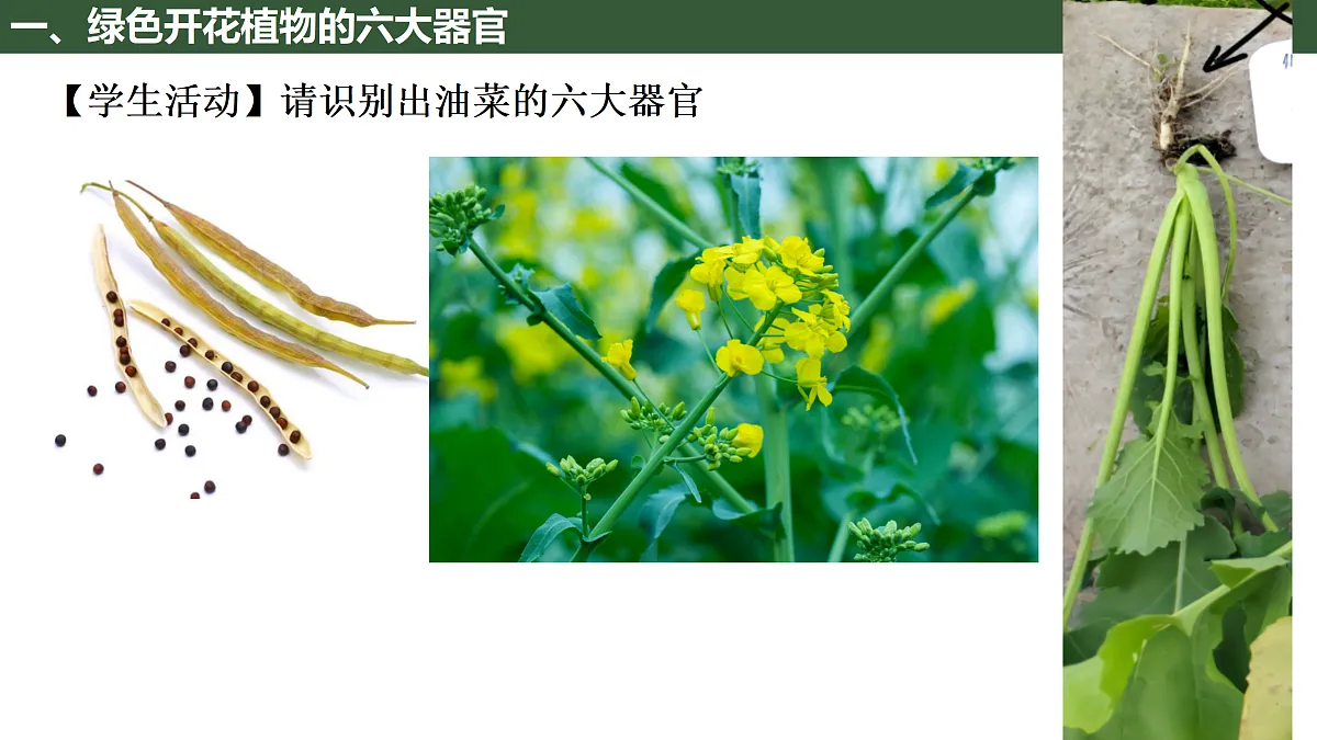 17410961第3页