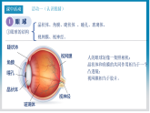第四章第6节 《神奇的眼睛》教科版物理八年级上学期公开课课件+教学案含答案