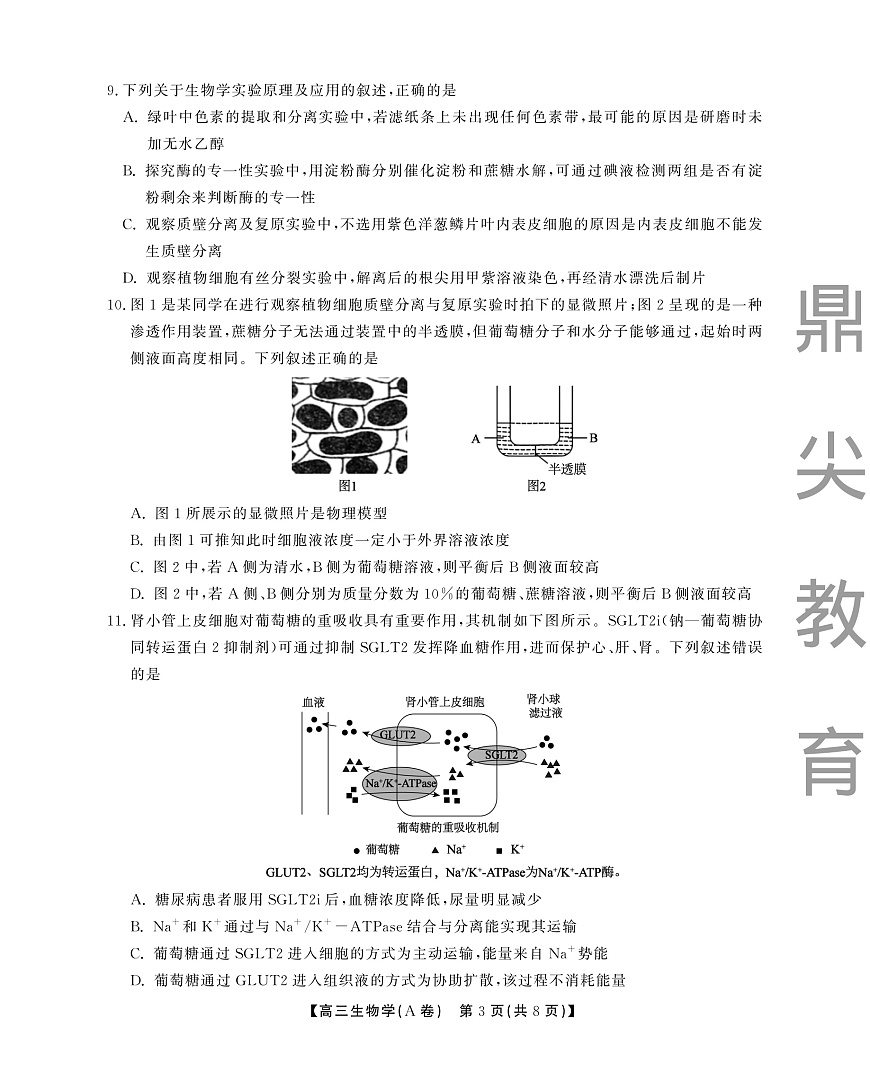 2025-2026学年鼎尖名校大联考+生物(A)第3页