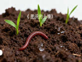 苏教版（2024）科学三年级上册1.3肥沃的土壤课件