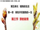 5.1.3  芽的发育（教学课件）-2025-2026学年八年级生物上册（冀少版2024）
