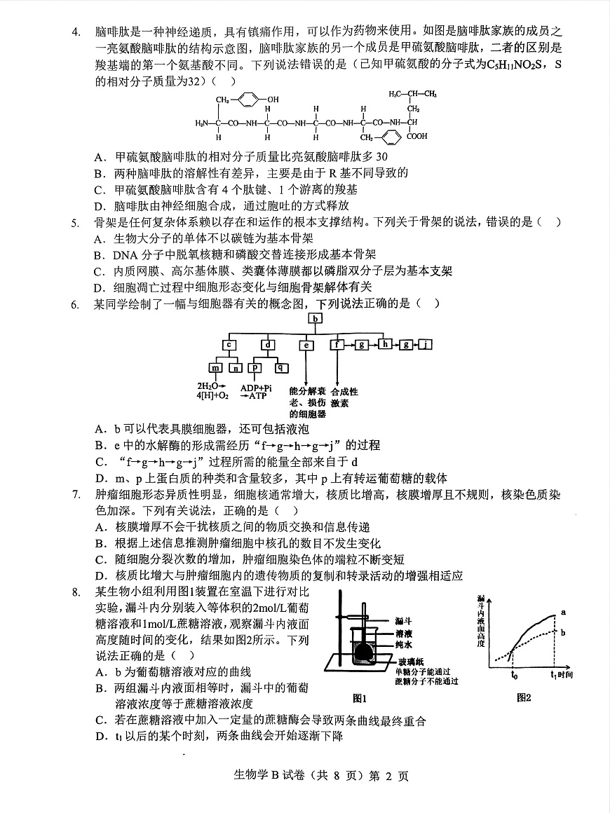 湖北省“新八校”协作体2025-2026学年度上学期高三10月月考生物第2页